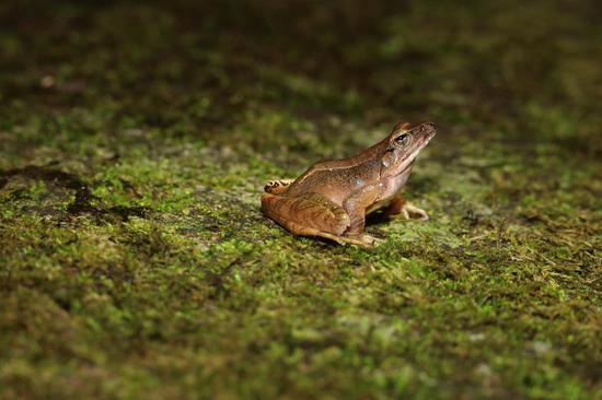 Two species discovered at Wuyishan National Park in Fujian 