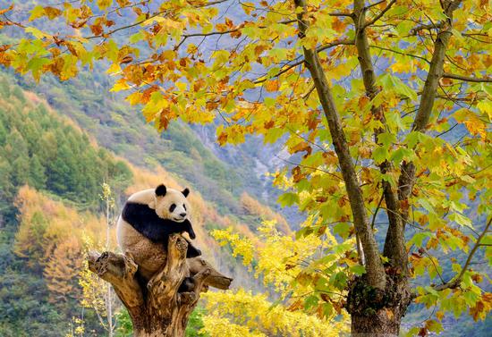 Giant pandas poised in Autumn in Sichuan