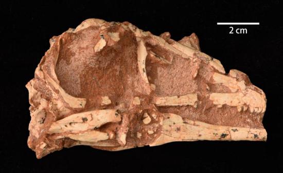  Fossil of new cretaceous dinosaur species excavated in Inner Mongolia