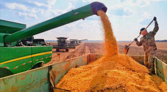 Farmers at the Jianshan Farm in Heihe, Heilongjiang province, harvest soybean with the help of reaping machines. (Photo/China Daily)