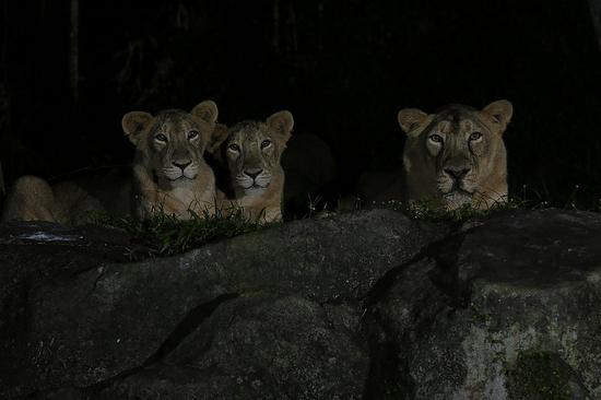 Photo shows the Asiatic lions in Singapore's Night Safari taken on Sept. 20, 2013. (Mandai Wildlife Group/Handout via Xinhua)