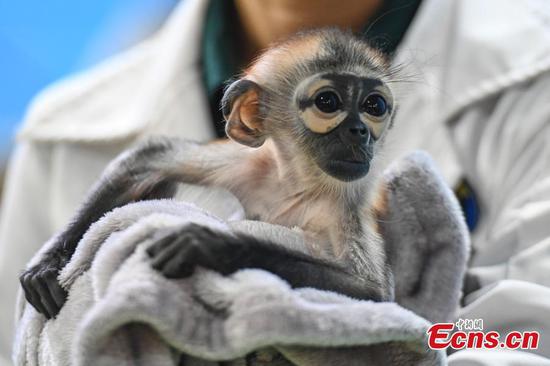 China's first artificially bred black-shanked douc debuts in Guangzhou