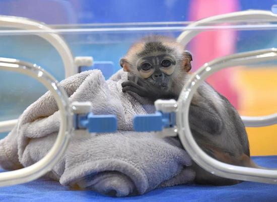 Photo taken on Nov. 10, 2021 shows the newborn Black-shanked Douc Langur in an incubator at Chimelong Primate Research Center in Guangzhou, capital of south China's Guangdong Province. (Xinhua/Liu Dawei)