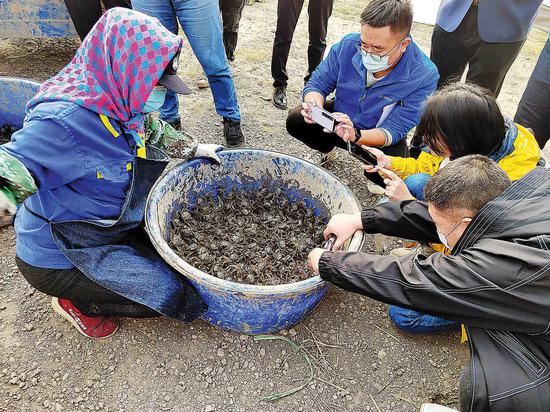 A farmer (left) shows crabs harvested from her rice paddies in Tianjin's Ninghe district. (Photo: China Daily/Yang Cheng)