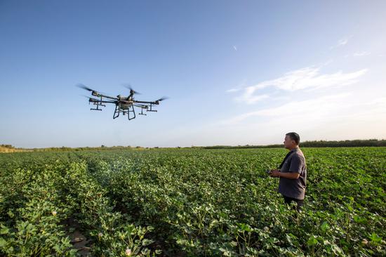A farmer uses an aerial drone to spray pesticide in a cotton field in Kuqa county, Xinjiang Uygur autonomous region, on July 22. (Photo: China Daily/Yuan Huanhuan)