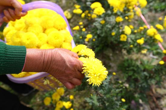 Chrysanthemum in full bloom in E China