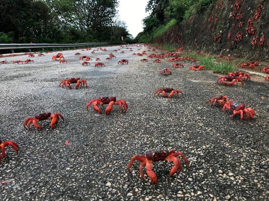 Flame red crabs begin annual migration on Christmas Island