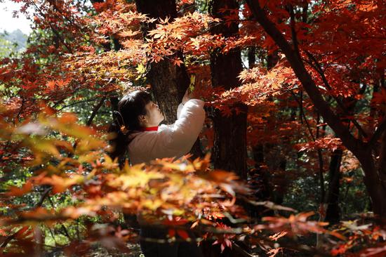 Red maple leaves in SW China's Kunming attract visitors