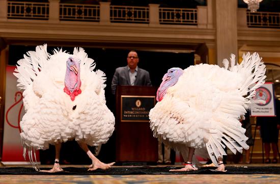 Lucky turkeys in U.S. to be pardoned for Thanksgiving