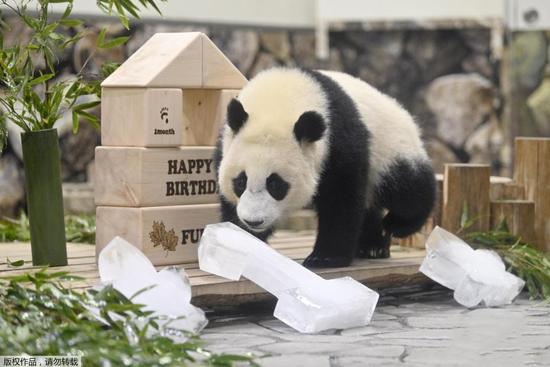 Panda cub in Japan celebrates one-year-birthday 