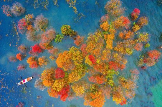 Aerial photos of the picturesque maple forest in Jiangxi