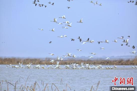 The undated photo shows migratory birds inhabit Huanggai Lake in Linxiang City, central China's Hunan Province. (China News Service/Liu Shihua)