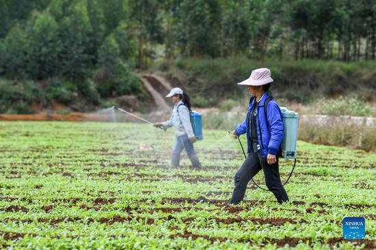 Farmers prepare for winter planting season in south China
