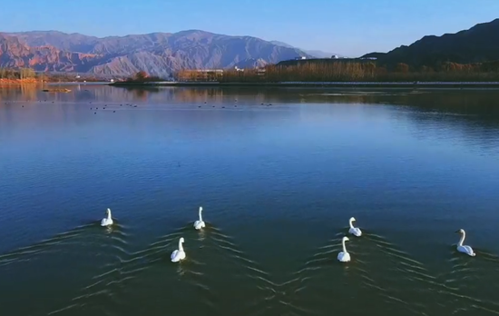 GoQinghai: Swans in the Yellow River