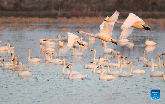 Swans seen at Donggu Lake wetland, Hunan