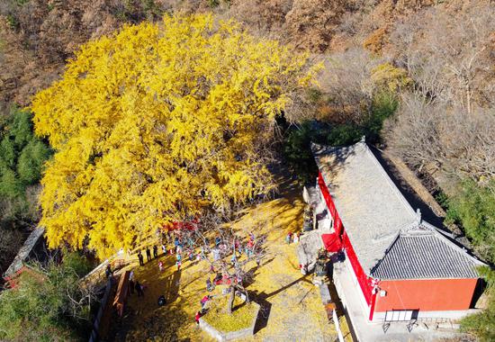 Millennium ginkgo tree in E China's Shandong attracts visitors
