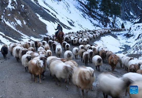 Herders move livestock to winter pastures in China's Xinjiang