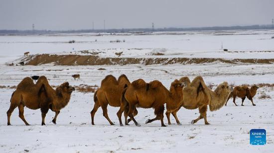 Camel breeding develops into pillar industry under promotion policy in Xinjiang