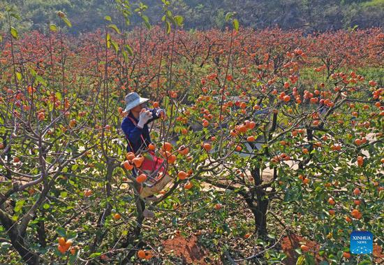 Persimmons ripe on branches in Gongcheng, Guangxi