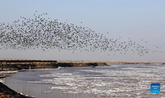 Birds seen at Yellow River's middle reaches in Inner Mongolia