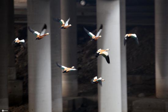 Rare birds appear in NE China's Liaoning