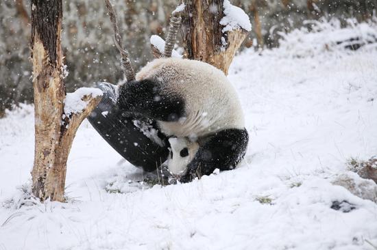 Giant panda Xiao Liwu plays in snow in SW China's Sichuan