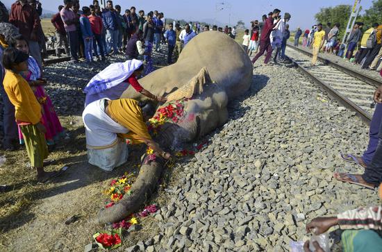 Elephants died after colliding with train in India