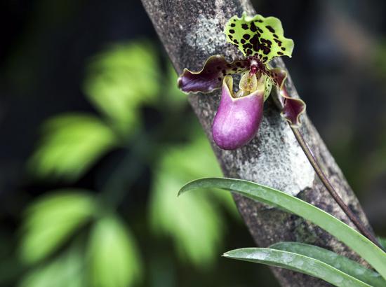 Photo taken on Oct. 14, 2021 shows an orchid plant at the Fuligong Greenhouses at Kunming Botanical Garden in Kunming, southwest China's Yunnan Province. (Xinhua/Lan Hongguang)