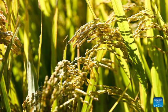 Jilin in NE China records bumper grain harvest