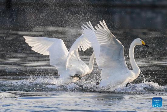 Swans pictured on Qingshui river in Miyun District of Beijing