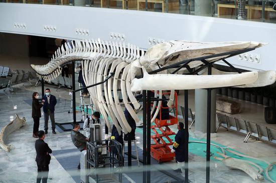 China's longest fin whale specimen unveiled in Shanghai