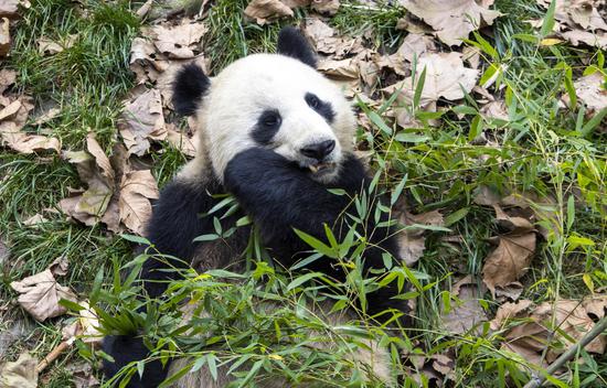 Cozy life of giant pandas in SW China's Sichuan