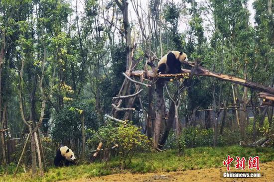 43 giant pandas move to new home at Chengdu base