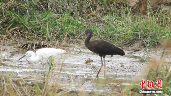Glossy ibis first spotted in China's Hainan