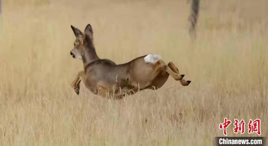 Groups of rare roe deer appear in China's Qinghai