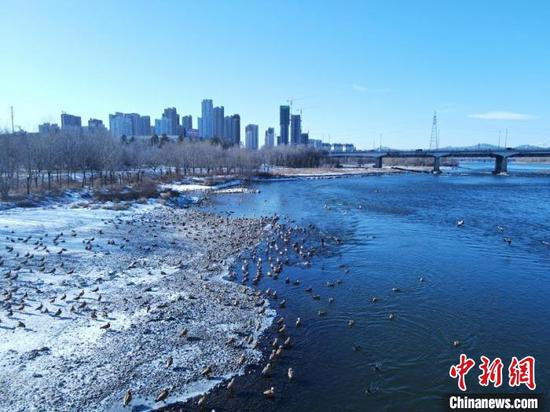 Thousands of water birds roost at Songhua River in Jilin