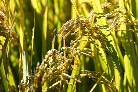 Scientists explore roadmap for larger, greener global rice production