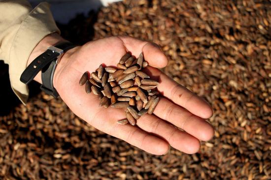 Photo taken on Nov. 12, 2021 shows harvested pine nuts in Mehtarlam, capital of Laghman province, Afghanistan. (Photo by Saifurahman Safi/Xinhua)