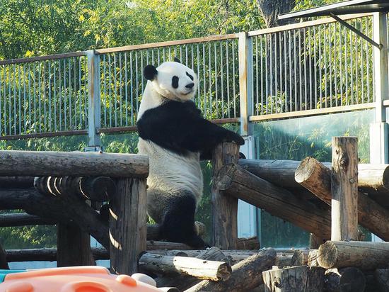 Beijing Zoo installs protective barrier after giant panda escapes from enclosure 
