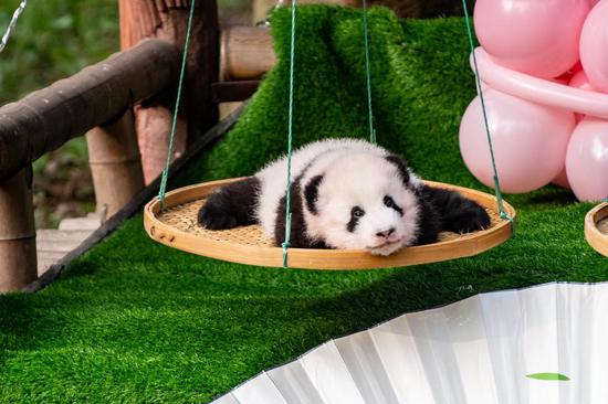 Chongqing Zoo in southwest China held a 100-day party for brother and sister panda twins on Dec. 21, 2021. (Xinhua/Tang Yi)
