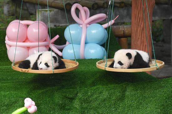 Giant panda twins meet public in SW China's Chongqing Zoo