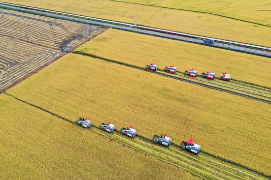 

Aerial photo taken on Sept. 23, 2021 shows farmers operating rice harvesters at Hongguang Village, Changchun City of northeast China's Jilin Province. (Xinhua/Zhang Nan)