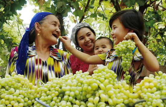 A Uygur family harvests ripe grapes in Turpan, Northwest China's Xinjiang Uygur autonomous region. (Photo/People's Daily Online) 