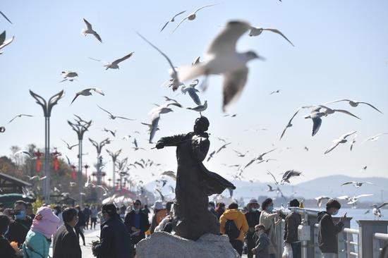 Red-billed gulls enjoy Kunming winter