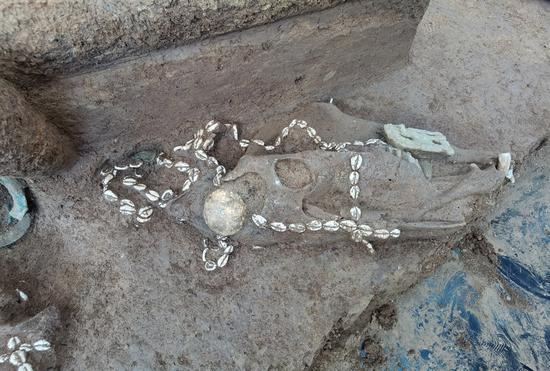 Photo provided by the Anyang institute of cultural relics and archaeology on Jan. 5, 2022 shows a horse buried with the dead at the Shaojiapeng site, which is decorated with shell strings. (Anyang institute of cultural relics and archaeology/Handout via Xinhua)
