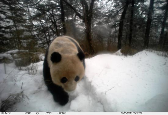 Facial recognition technology makes for better giant panda protection