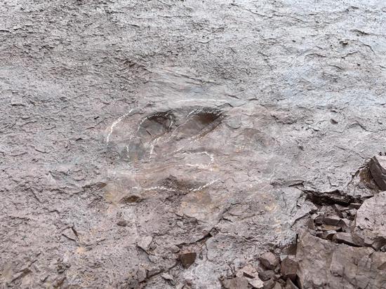 Cretaceous dinosaur footprints found in south China
