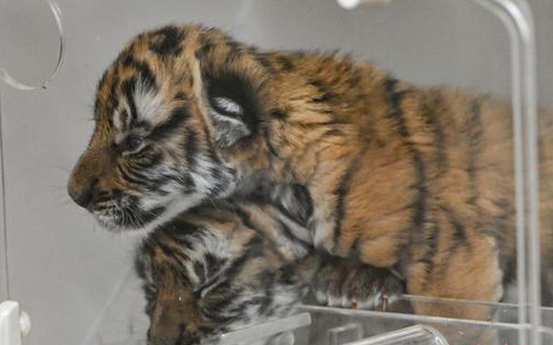Two South China tiger cubs in good shape in China's Guangdong