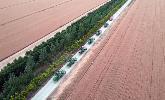 Aerial photo taken on June 2, 2020 shows machineries getting ready to harvest wheat at Huangfanqu farm, a national modern agriculture demonstration farm, in central China's Henan Province. (Xinhua/Li Jianan)