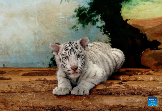 White tiger cub 'Xiaobai' seen at Shanghai Wild Animal Park